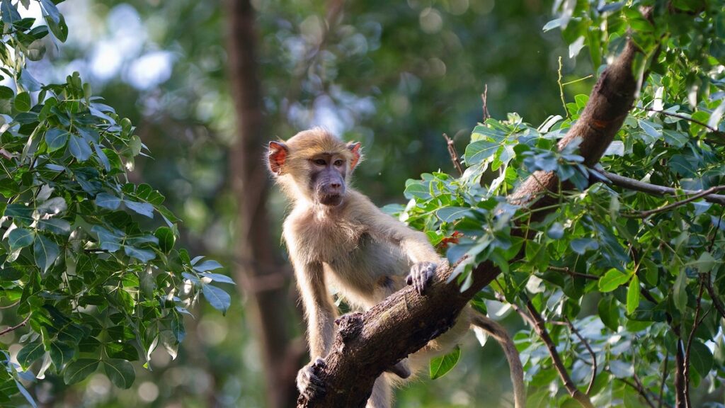 Baboons Reveal The Truth About Friendship Between Genders