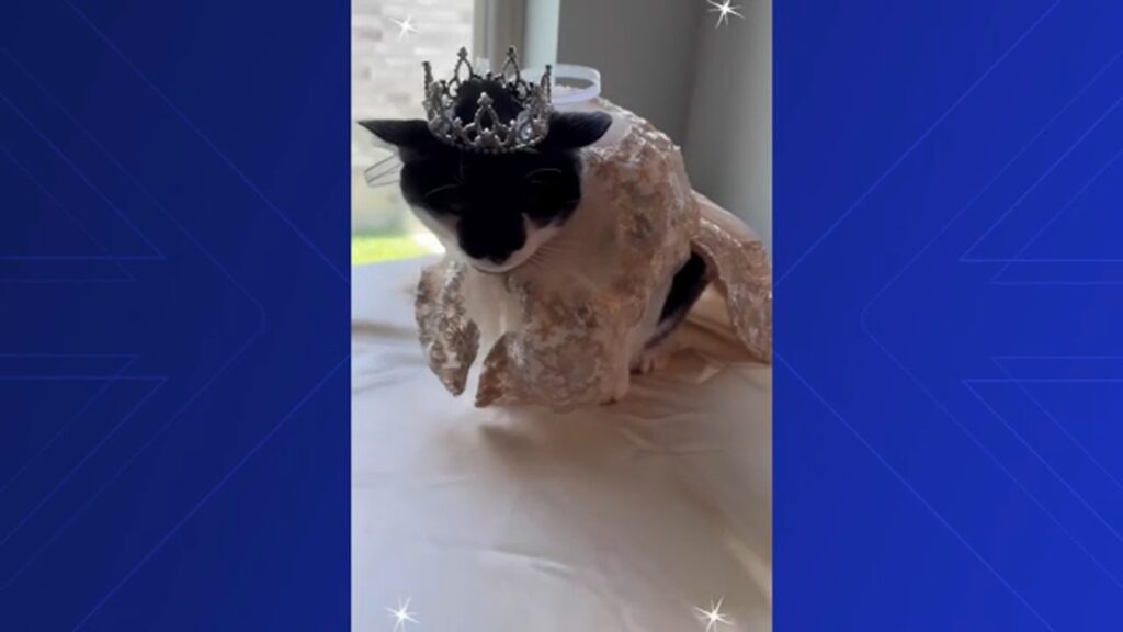 Miranda gonzalez's heartwarming quinceañera for her cat in houston raises