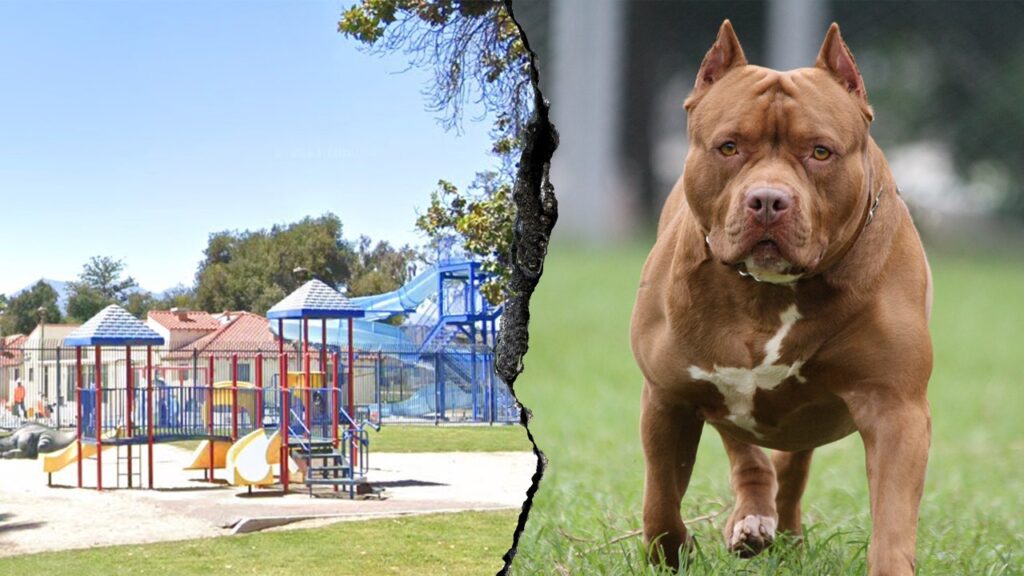 Tragedy at san bernardino park: woman dies in dog attack,