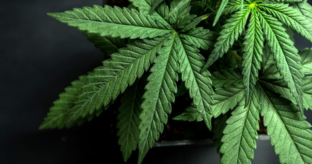 Universal cannabis screening now recommended by acog