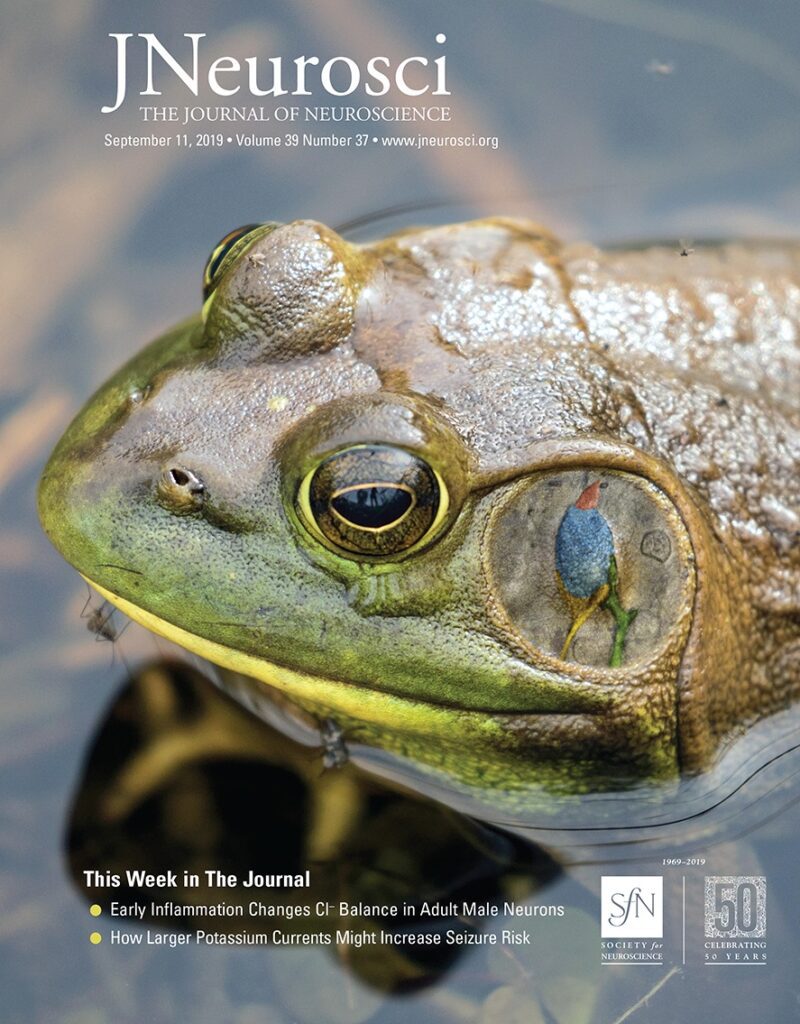 Gender Balance in STEM: Challenges and Solutions