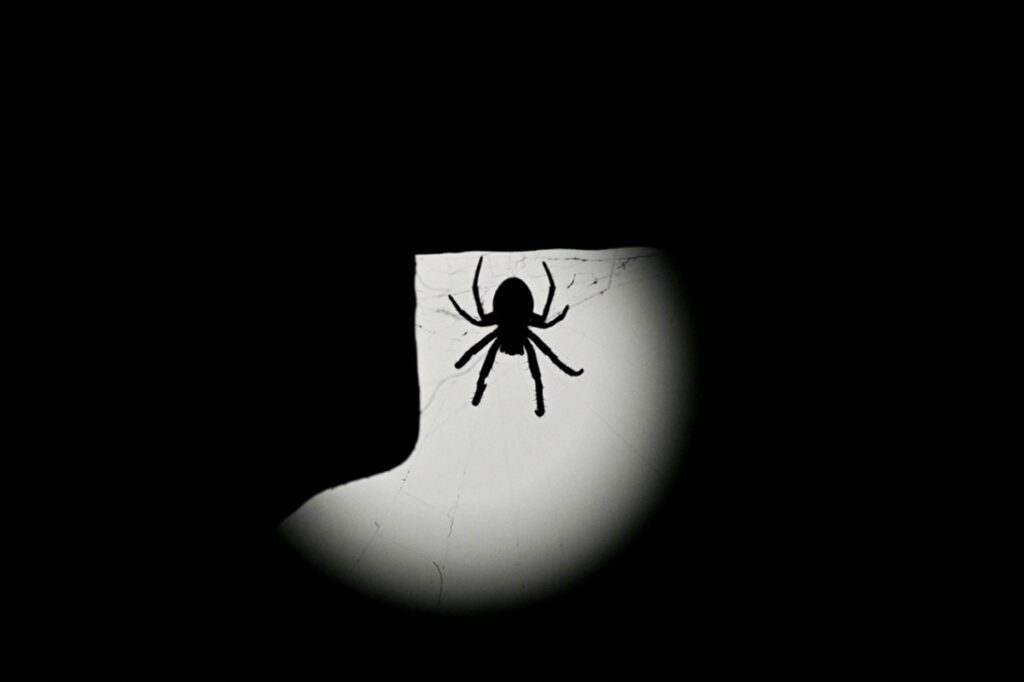 Widows of War: The Tragic Pursuit of Coffin Benefits