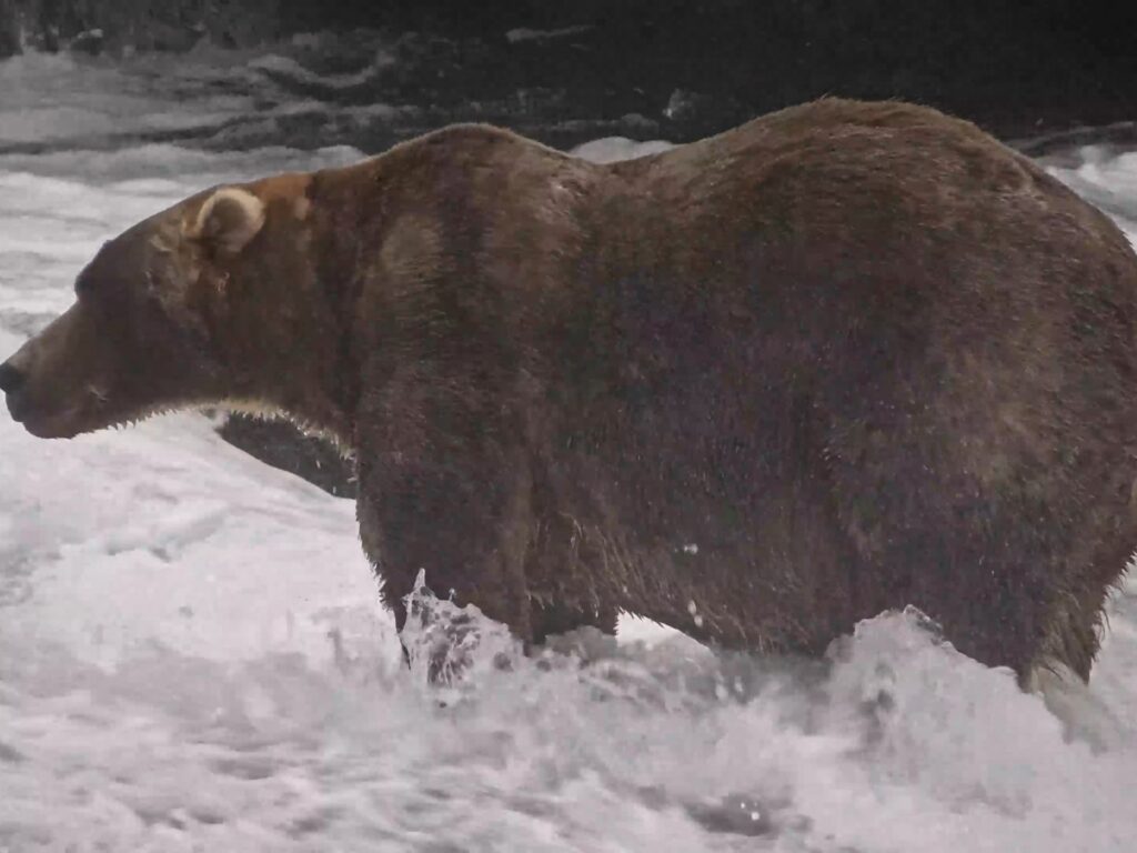 Gentle giant Backpack wins Alaska’s Fat Bear Week | News