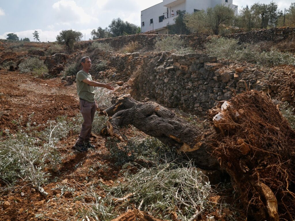 ‘They uprooted it all’: Israel bulldozes Palestinian owned olive groves |